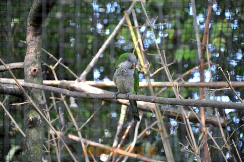 Perruche souris