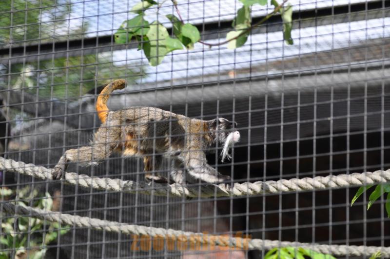 Tamarin empereur 