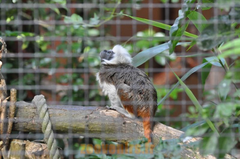 Tamarin pinché