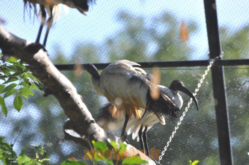 Ibis sacré