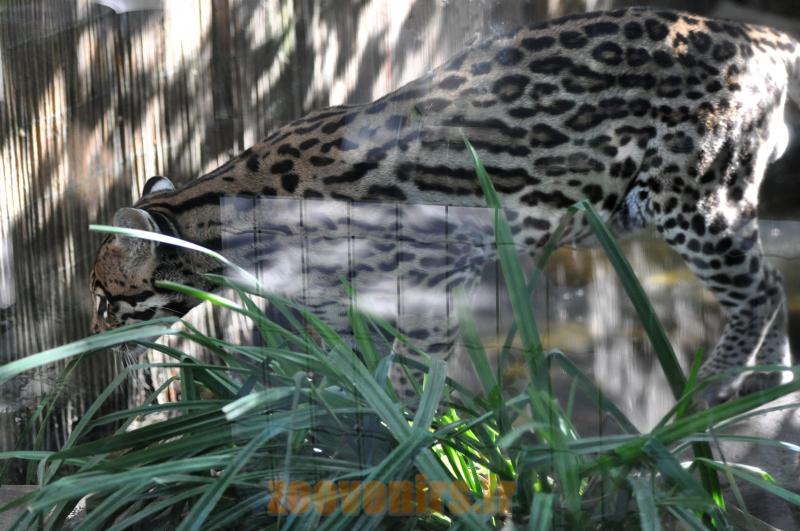 Ocelot 
