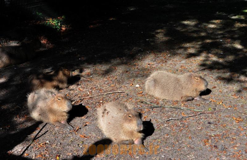 Capybara