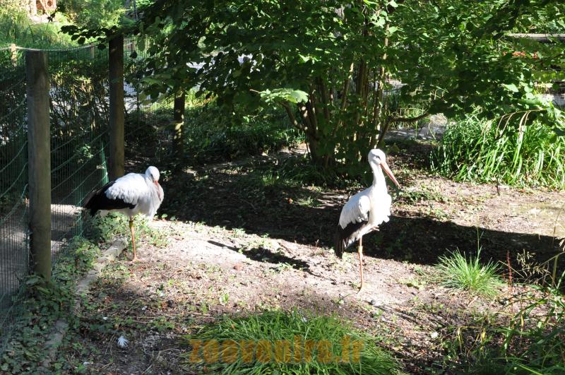Cigogne blanche