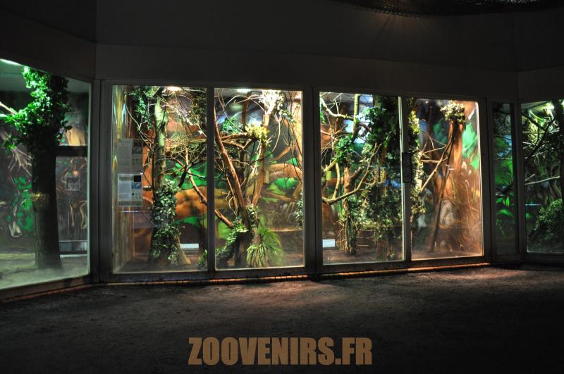 Iguane - Ouistiti de Geoffroy