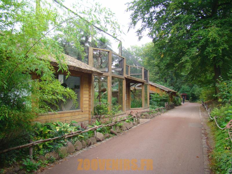 Lémuriens