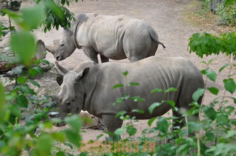 Rhinocéros blanc