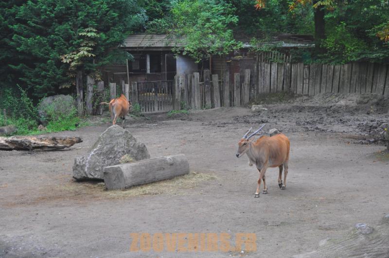 Eland du Cap