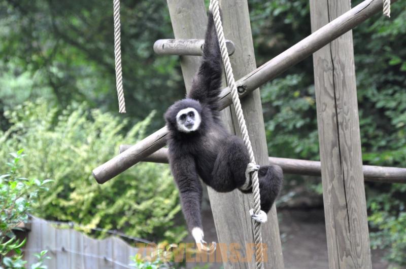 Gibbon à mains blanches