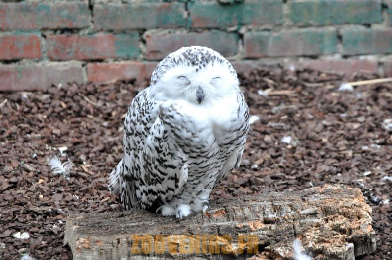Harfang des neiges