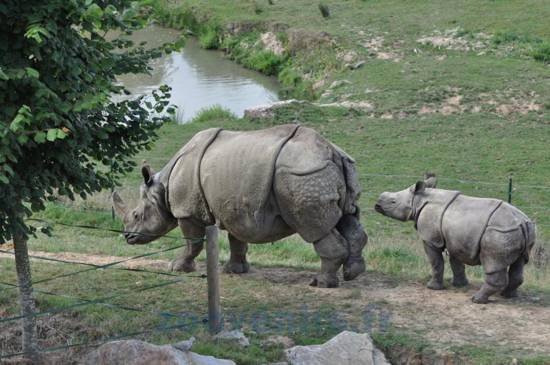 Rhinocéros indien