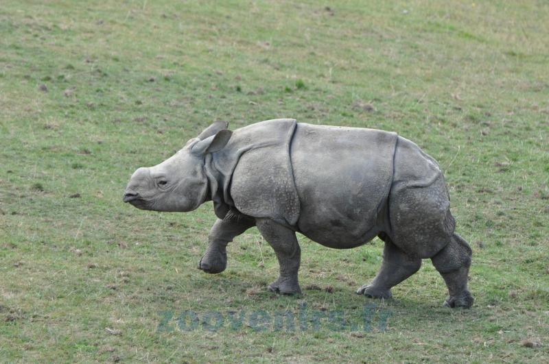 Rhinocéros indien