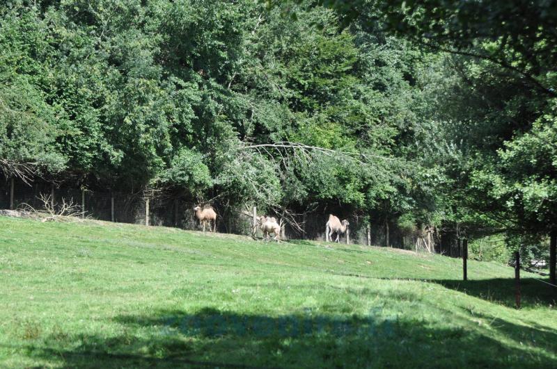 Chameau de Bactriane