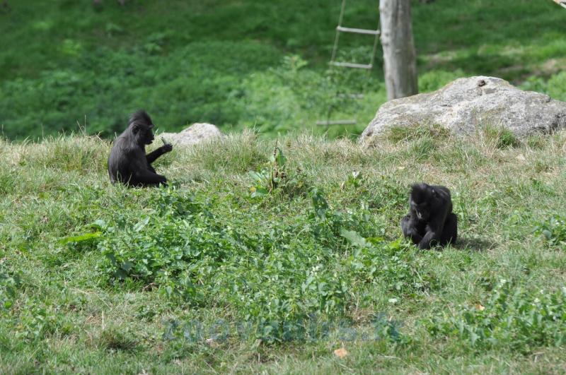 Macaque noir à crête