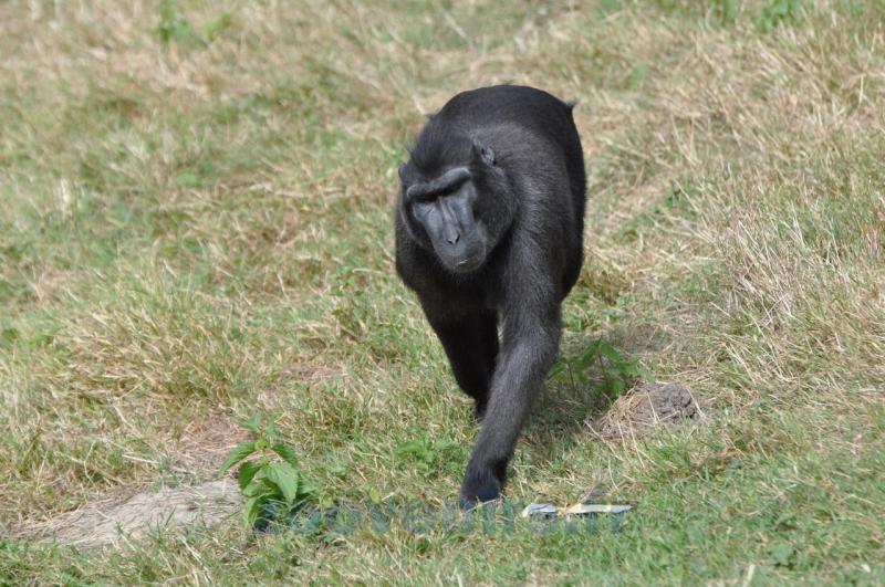 Macaque noir à crête