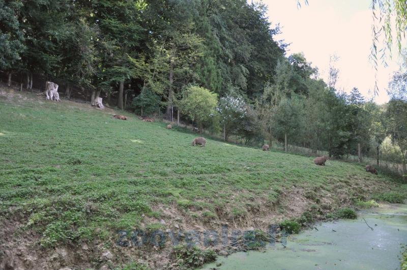 Tapir terrestre - Capybara