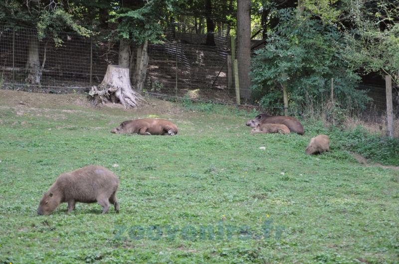 Tapir terrestre - Capybara