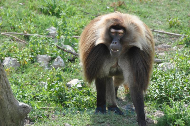 Gelada