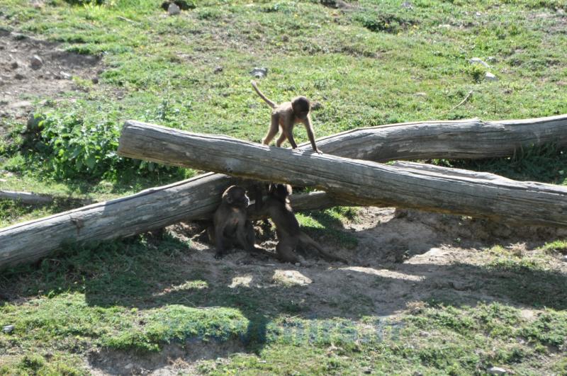 Gelada