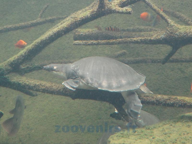 Tortue-molle à épines