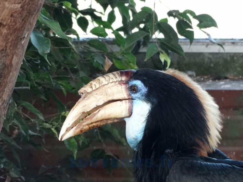 Calao à casque noir
