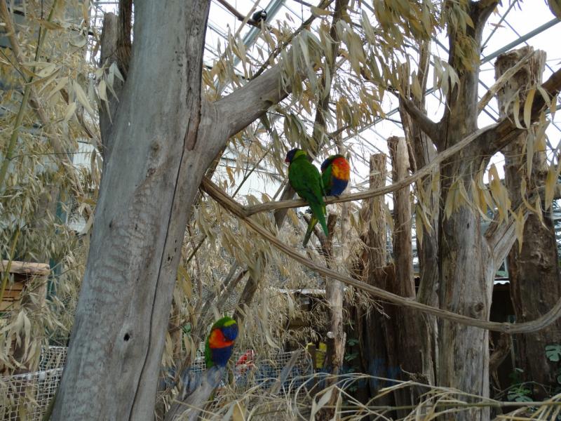 Loriquet de Swainson