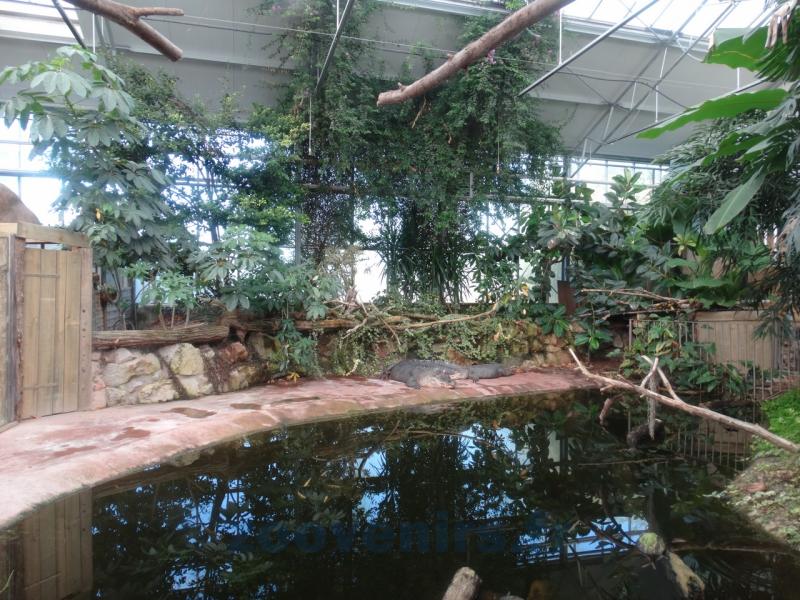 Alligator du Mississippi