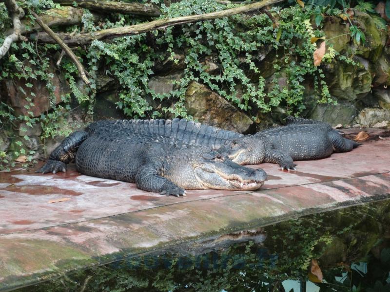 Alligator du Mississippi