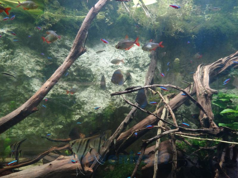 Tétra de Colombie - Scalaire - Discus - Cardinalis
