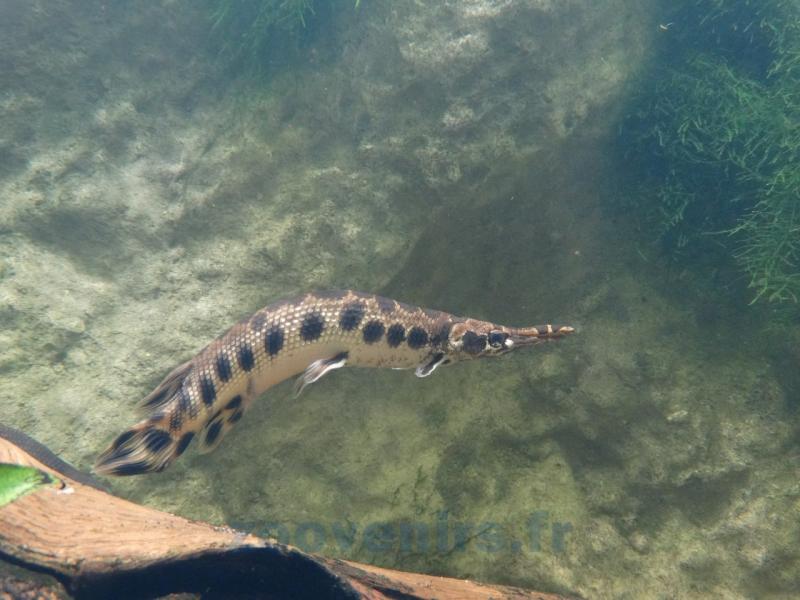 Lépisosté tacheté