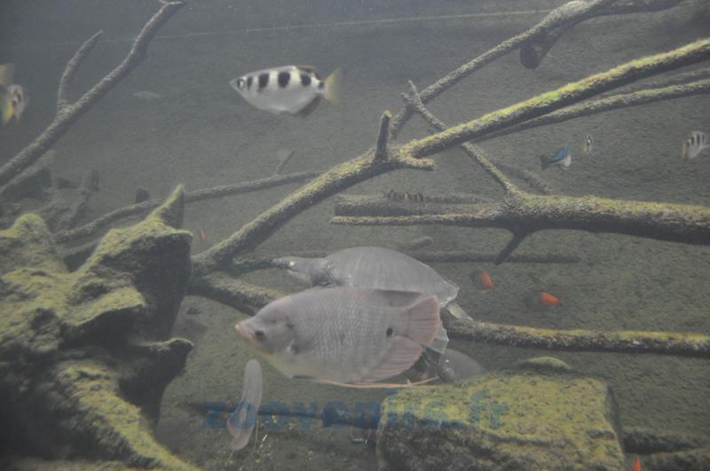 Gourami géant