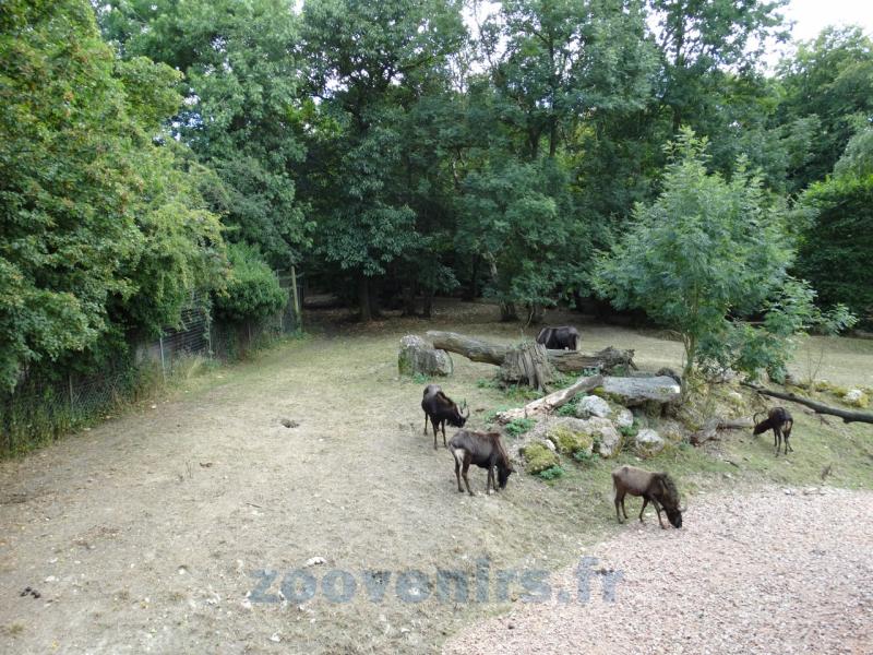 Cobe de Mrs Gray - Gnou à queue blanche