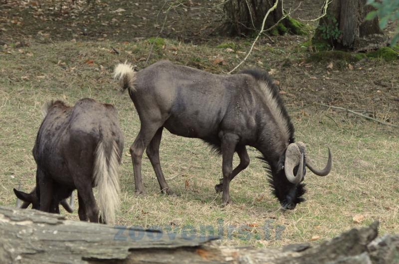 Gnou à queue blanche