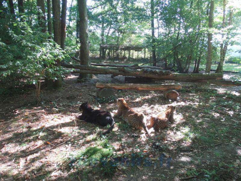 Panthère du Sri-Lanka - Panthère noire