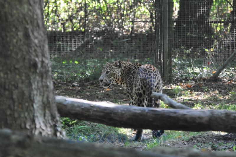 Panthère du Sri-Lanka