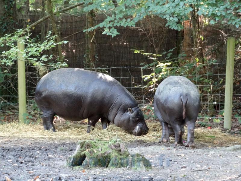 Hippopotame pygmée