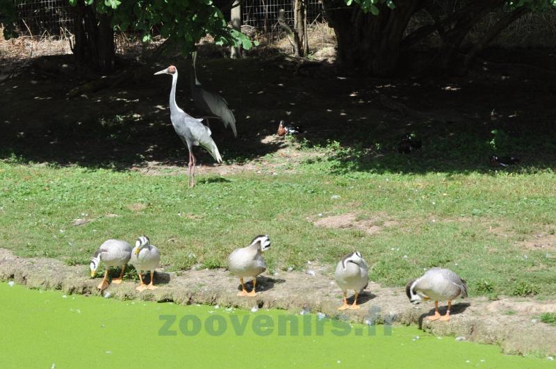 Grue à cou blanc - Oie à tête barrée