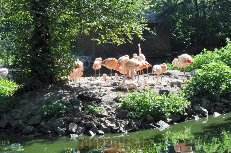 Flamant rose