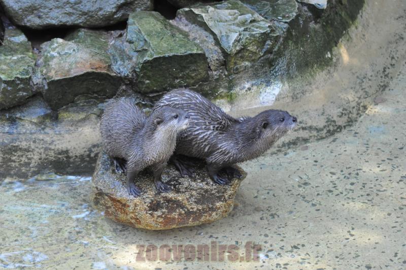Loutre d'Asie