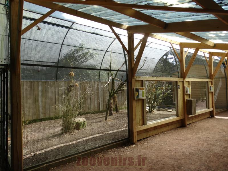 Roussette d'Egypte - Tisserin gendarme