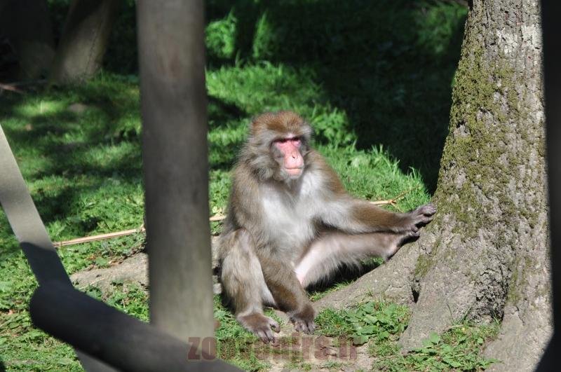Macaque du Japon