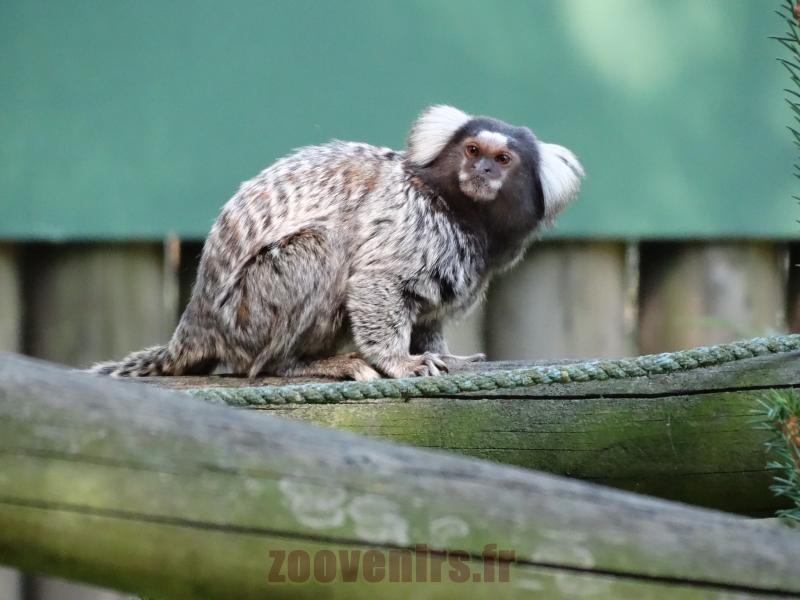 Ouistiti à pinceaux