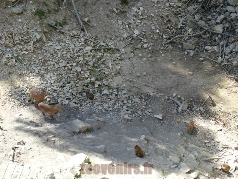 "Montagne de l'Afrique" 