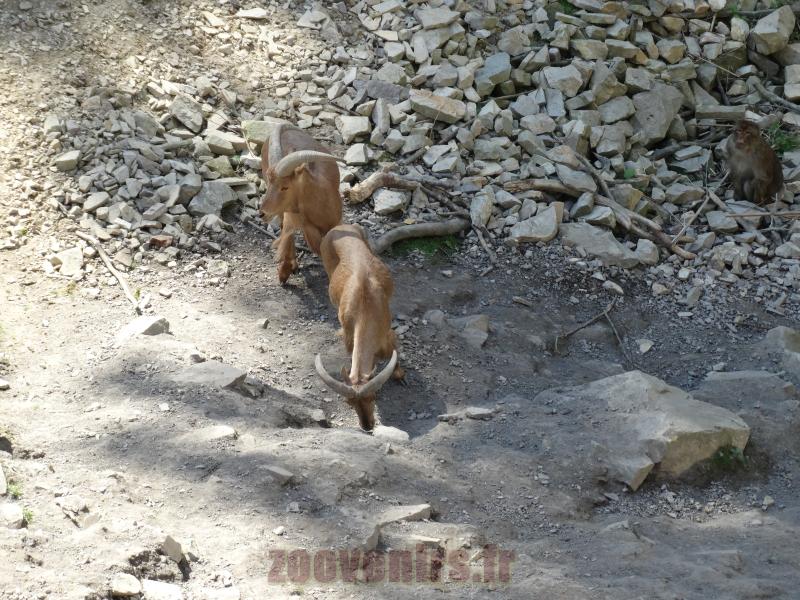 Mouflon à manchettes