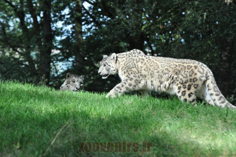 Panthére des neiges