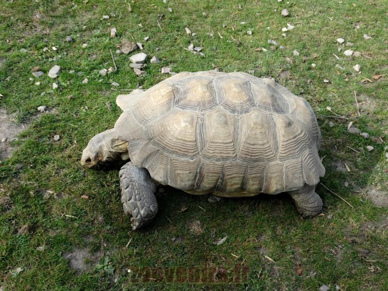 Tortue sulcata