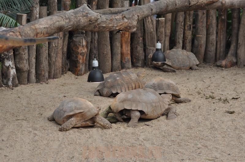 Tortue sillonnée
