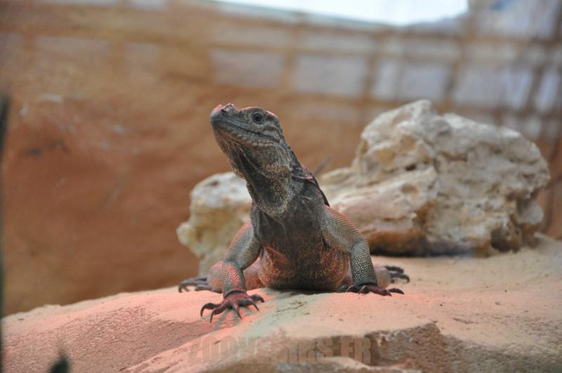 Iguane Rhinocèros