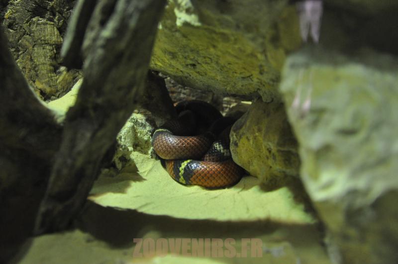 Serpent faux corail