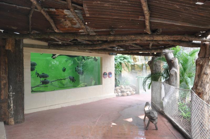 Pacu géant et Arapaima