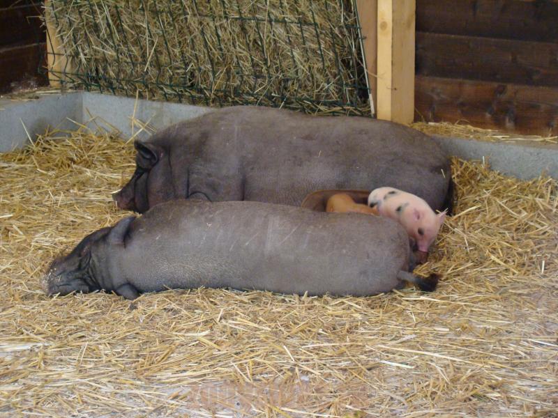 Cochon 